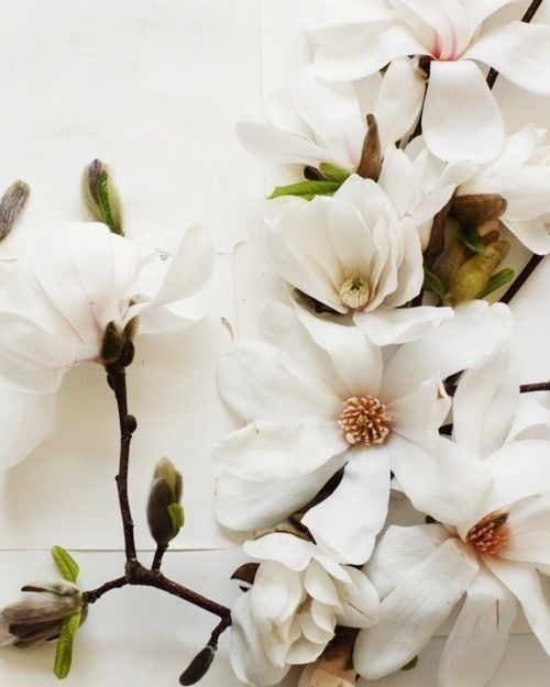 Свадьба - Kari Herer's Photography: Magnolias & Illustrations