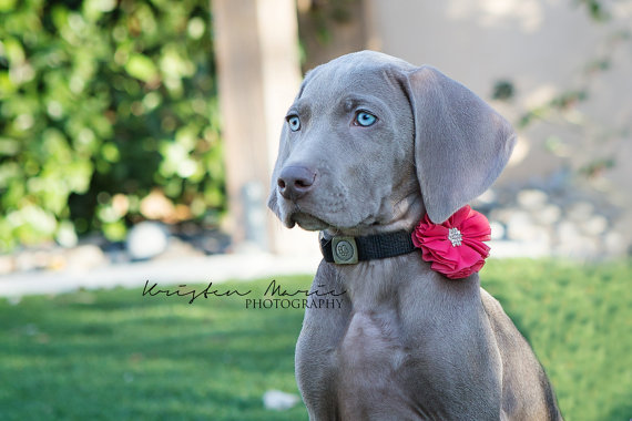 Wedding - Dog collar flowers. 14 colors to choose from. Dog Bows, Dog flower collar, Wedding Dog Flower, Dog Flowers, Wedding Dog, Bows for dogs