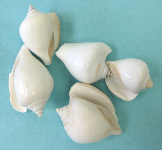 Hochzeit - 5 White Canarium Shells - 1"-2" - bulk sea shells craft shells beach wedding bouquets