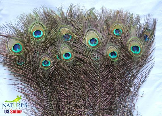 زفاف - 25 Natural Peacock Eye Feathers (25-30 inches ) Top Quality
