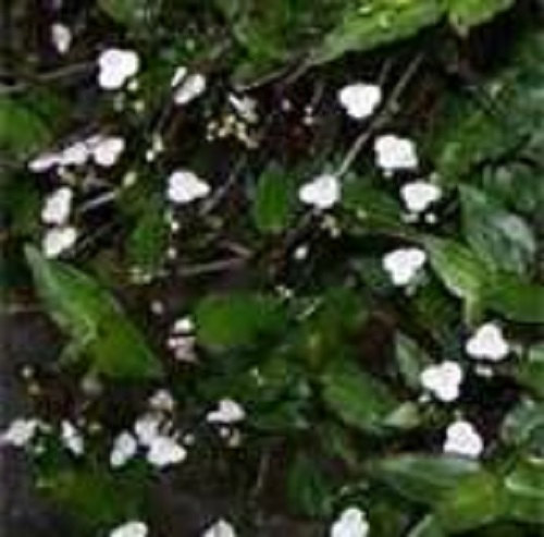 Mariage - White Blooming Tahitian Bridal Veil Trailing Houseplant Starter Plant