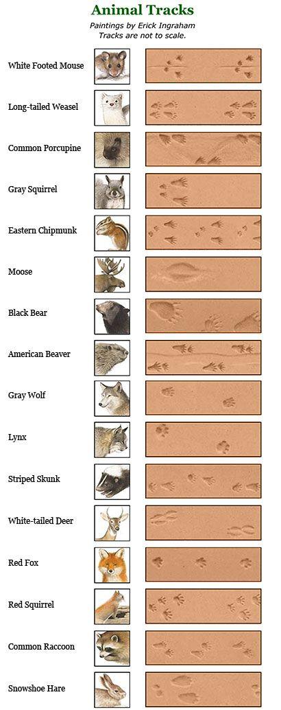 زفاف - Animal Tracks Identification: Critter Pictures