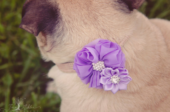 زفاف - Dog collar flowers. Dog collar, dog collar bling, collar Flowers, Wedding Dog Flowers, Bows for Dogs, Dog Bows, Pet flower, pink dog flower