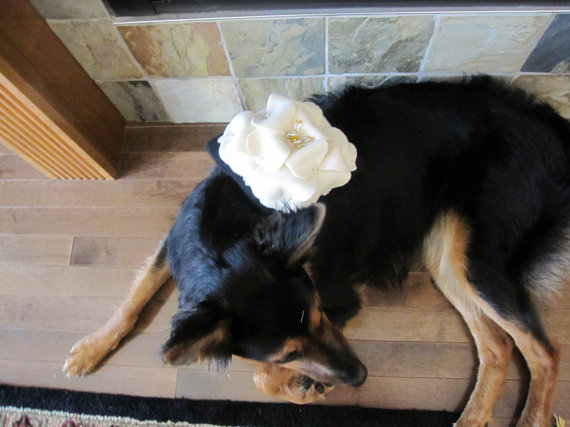 زفاف - Dog Ring Bearer Pillow Black Ivory Flower Wedding