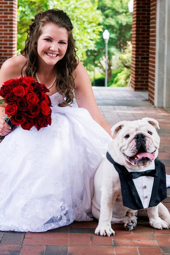 زفاف - Dog Tuxedo Deluxe Wedding Bandana Vest Tux