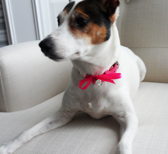 زفاف - Dog or Cat I DO Charm with Colored Crystal.  Perfect addition to your Bouquet or Pet's Collar