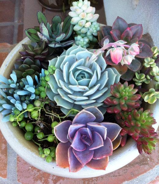 Wedding - Succulent Plant. - DIY Dish Garden Plants. Perfect To Build Your Own Centerpiece.