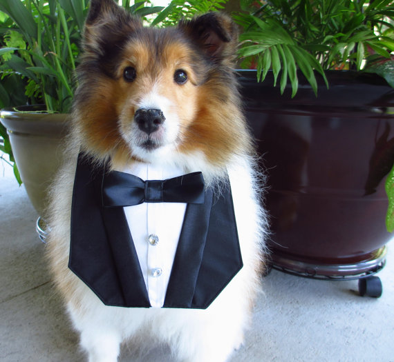 Hochzeit - Dog Tuxedo Deluxe Wedding Bandana Vest Photo Op