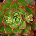 زفاف - Succulent Plant.  2 Sedeveria Letizia beautiful rosette shaped succulent bright green with rose tipped leaves. Great as wedding favors