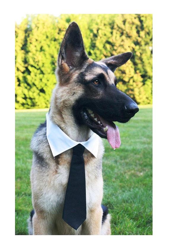 Mariage - Dog Wedding Shirt Collar & Necktie Set Cat Shirt Collar and Tie Formal Removable Adjustable