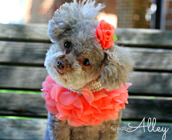 Hochzeit - Dog Collar, Pearl Necklace, Wedding Accessory, Photo Prop, Dog Accessory, Dog clothing