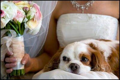 Mariage - Wedding Pets 