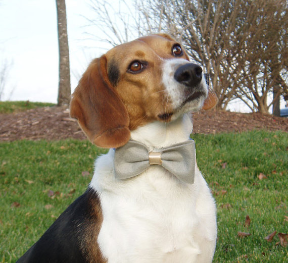 زفاف - Dog Costume doggie Bow Tie Collar Attachment Pet Outfit Slider GREY gray bowtie formal wear, Clothing wedding formal birthday SMALL or LARGE