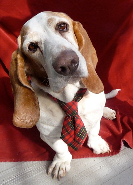 Mariage - Dog tie Plaid check pet necktie Slip on neck tie collar attachment with red green tartan design for Special occassion Photo prop Christmas