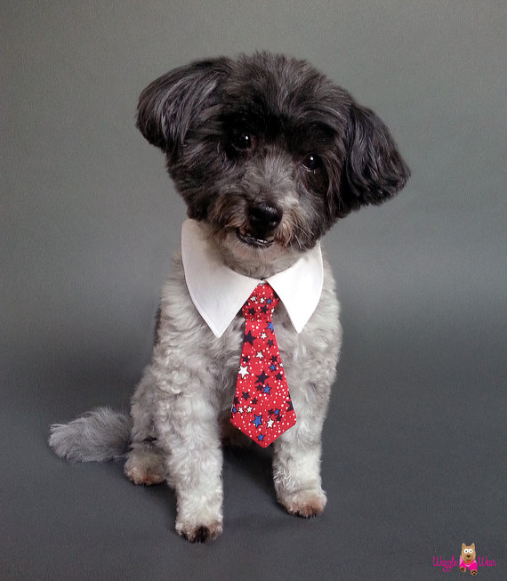 زفاف - Dog Tie Set - Red White and Blue Stars Dog Bow Tie or Dog Neck Tie With Shirt Collar - For Dogs and Cats