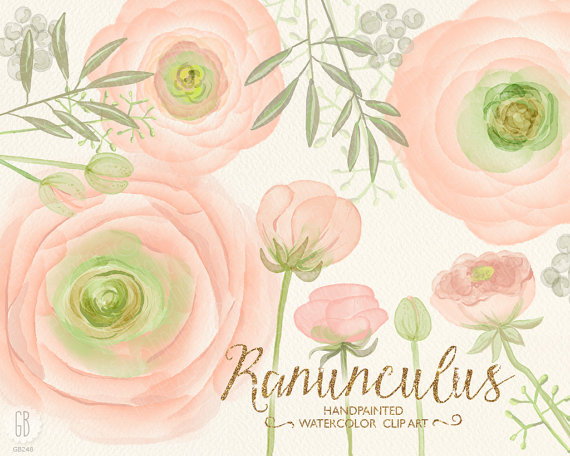 Mariage - Watercolor ranunculus, blush pink buttercups, hand painted, cream pink, florals, clipart, watercolor invite, diy invitation, party invite