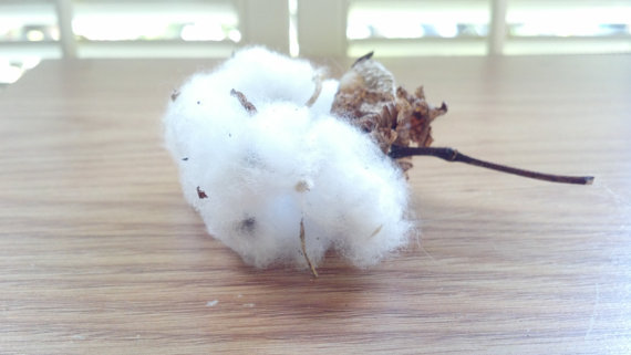 Mariage - Natural Cotton bolls with Stems  - weddings-bridal-gift-home decor- floral arrangements- /seeds in the boll