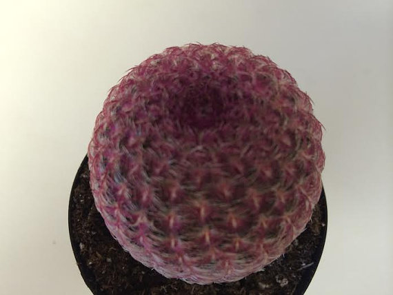 زفاف - Cactus Plant. The Rainbow Hedgehog Cactus is a brilliantly colored plant with a crimson web covering.