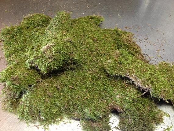 زفاف - sheet moss