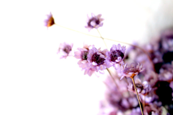 زفاف - Dried flowers-Star flowers-Lavender flowers-Wedding flowers-Straw flower-Tiny flowers-fillers-bouquets