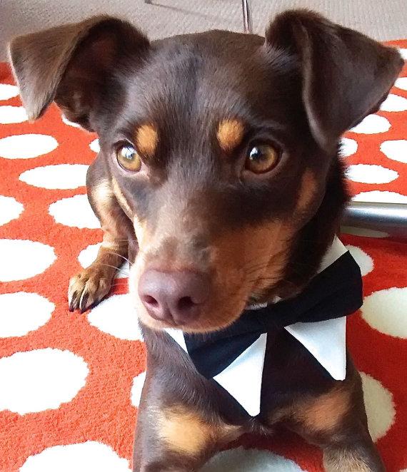 زفاف - Designer Dog White Tuxedo Shirt Collar and bowties with leash hook, Bow Tie for Dog Wedding- Dog Tuxedo Collar, Wedding Dog Collar