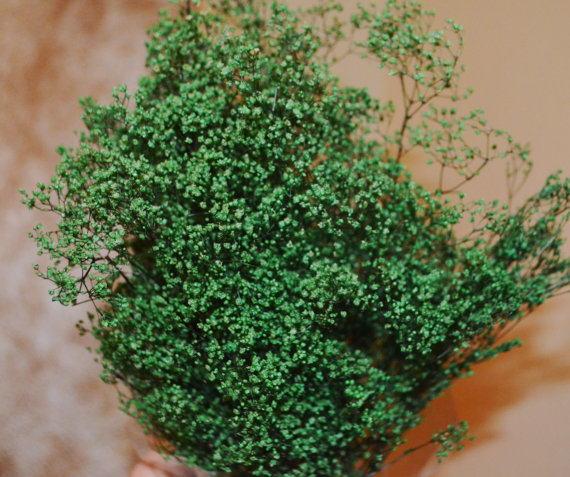 زفاف - Preserved Gorgeous Green Babies Breath for Dried Florals or Wedding Bouquet - Large Bunch