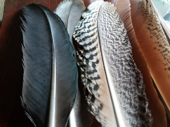 زفاف - Peacock Smudge Feathers, 6 Feathers, 2.5in Wide and 14in length, Naturally Shed, Craft feathers,Center pieces, Corsage, Bouquet