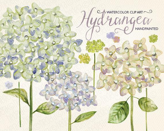 Свадьба - Watercolor hydrangea, hand painted hydrangea, wedding flowers, floral bouquet, png clip art, invite, diy invitation, party stationery
