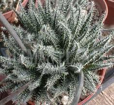 Hochzeit - Succulent Plant. Aloe Haworthioides
