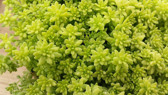 Mariage - Succulent Plant Sedum Gold Moss. Bright and beautiful cover plant.
