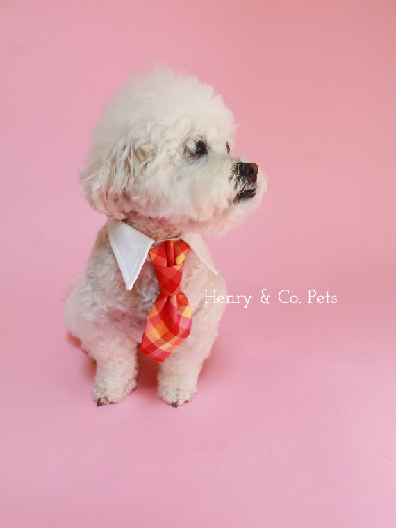 Hochzeit - Dog tie and shirt collar-  checkered tie- gingham tie- wedding dog clothing- formal wear for dogs
