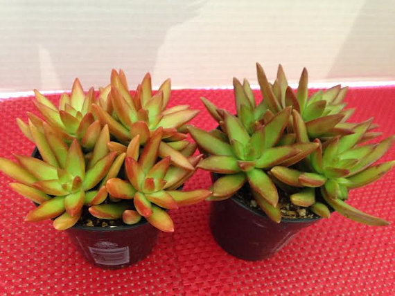 Wedding - Succulent Plant. Firestorm  Adds bright orange red rosette shaped clusters to drought resistant landscape and planters.