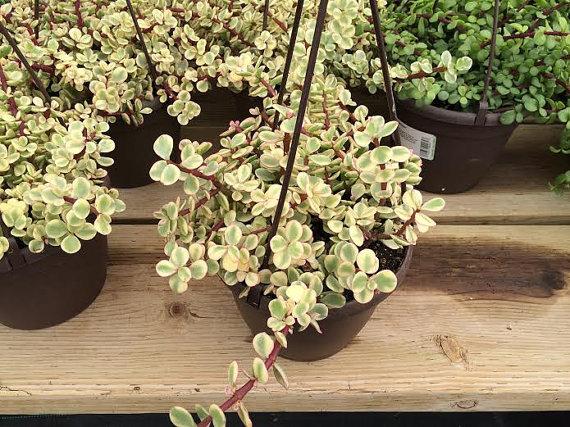 Hochzeit - Succulent Plant. Mature Rainbow Elephant Bush. Interesting tri-coloring. This plant will grow tall to add central focus to your centerpiece.
