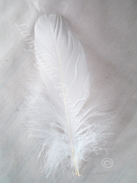 Свадьба - 150+ GOOSE SHOULDER, dyed white, feathers, soft and flexible, bulk, wholesaleper, per 1 strung foot