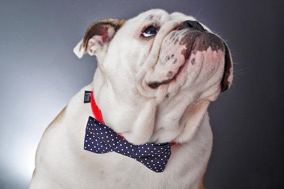 Mariage - Dog Bow Tie - Mini White Polka Dots on Navy