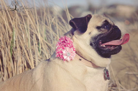 Hochzeit - Dog collar flowers. flowers for dogs, girl dog, dog collar, dog collar bling, collar Flowers, Wedding Dog Flowers, Bows for Dogs, Dog Bows
