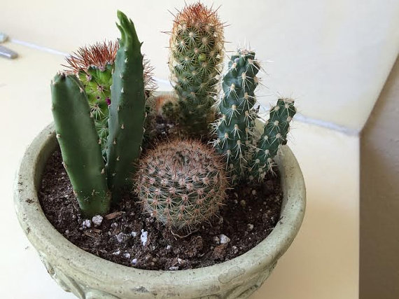 Mariage - Cactus Plant. - DIY Complete Dish Garden Set  includes 5 small cacti, soil & Planter.  Great gift!!!