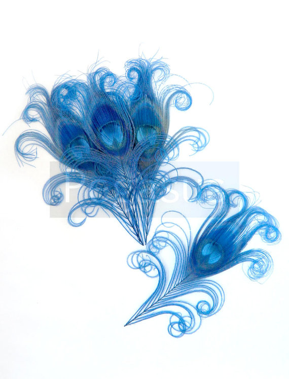 زفاف - ROYAL BLUE Curled Peacock Feather Eyes (12 feather with size option) Peacock feathers for wedding invite,fascinator,jewelry,millinery
