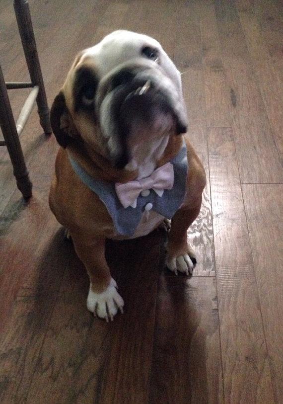 Свадьба - Grey Dog Tuxedo Bib (custom bow ties)