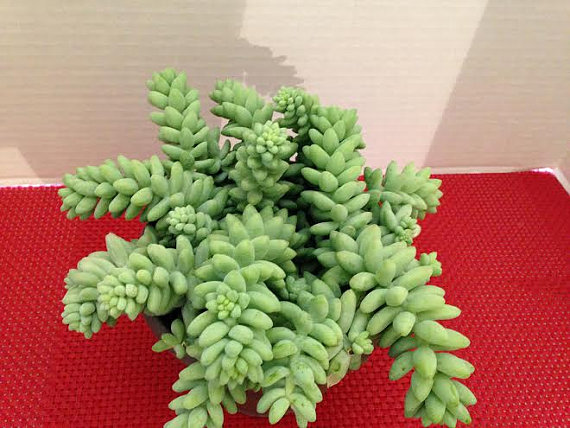 Mariage - Large Succulent Plant. Donkey Tail or  "Burrito"  has dense "jelly bean" leaves.  Excellent for hanging basket, centerpiece, terrarium