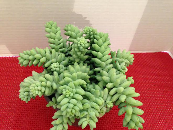 Hochzeit - Large Succulent Plant. Donkey Tail or  "Burrito"  has dense "jelly bean" leaves.  Excellent for hanging basket, centerpiece, terrarium