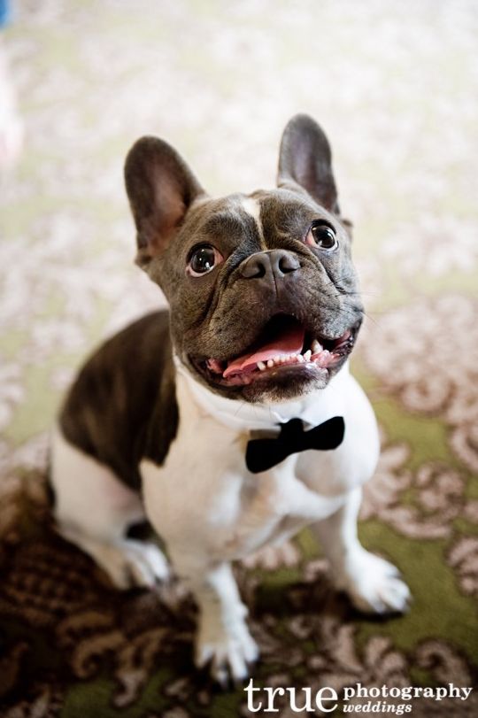 Mariage - 21 Impossibly Adorable Wedding Day Dogs