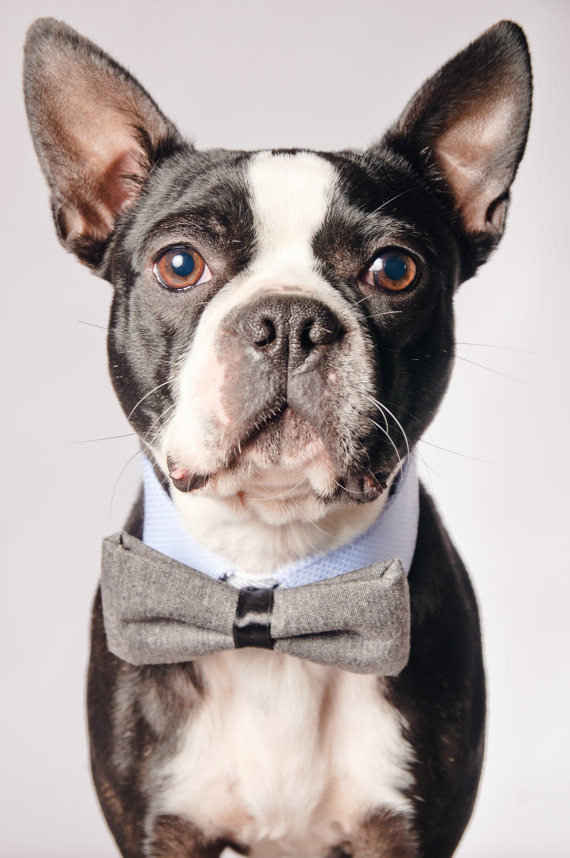 Mariage - Dog Reversible Collar with Dog Bow Tie - Purple and Blue