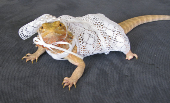Mariage - Handmade Bride Bearded Dragon Outfit