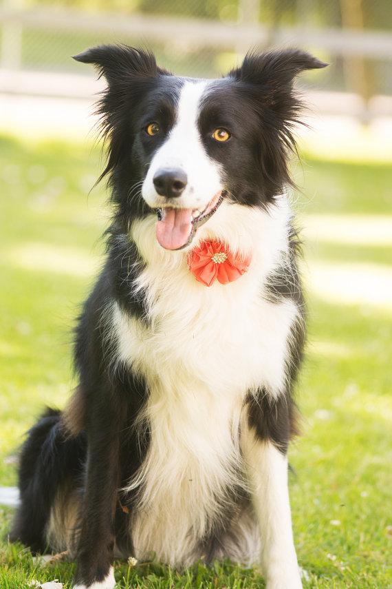 Mariage - Dog collar flowers. Girl dog accessories, dog, Flower dog collar, Dog collar embellishment, Dog collar decoration, dog collar, collar bling,