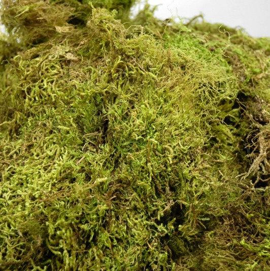 Wedding - Preserved Maple Green Moss  7lbs. 2.5 cubic  Perfect for your wedding Home Garden and more
