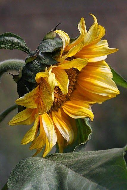 Mariage - Sunflowers