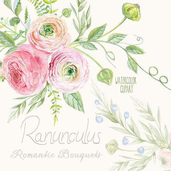 Wedding - Ranunculus Bouquets Flowers Hand Drawn Clip Art Watercolor - digital flowers, DIY invites, scrapbooking, wedding invitations