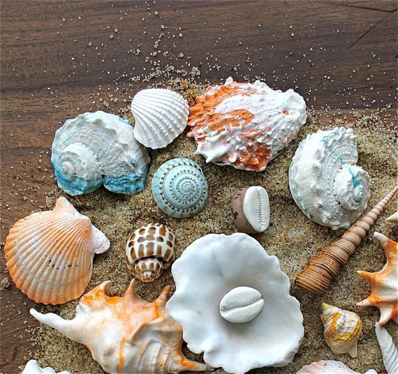 Свадьба - Edible Chocolate Filled Candy Sea Shells / 8 Piece Box Set - As Seen In The New York Times, And Featured On Martha Stewart American Made