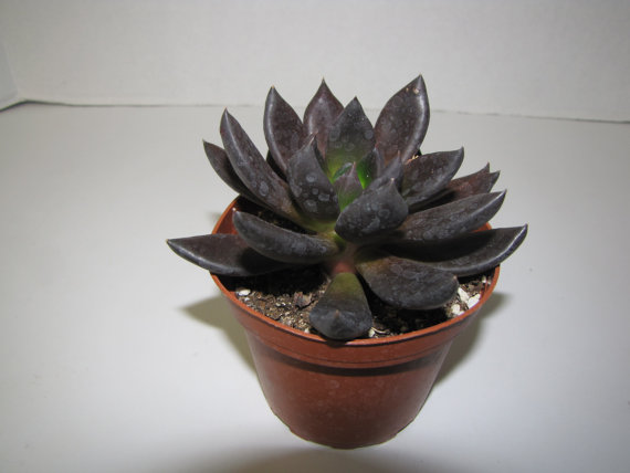 Hochzeit - Succulent Plant Echeveria Black Knight